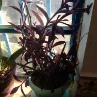 گل  و گیاه|گل و گیاه طبیعی|سیدآباد, |دیوار