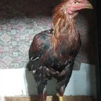 جوجه خروس 6ماهه