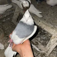 کبوتر|پرنده|مریوان, |دیوار