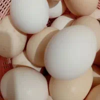 تخم‌مرغ محلی تازه هم‌نطفه دارهم بدونه نطفه مجوده