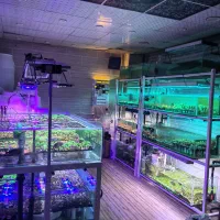 مزرعه ی مرجان ها در آکواملکی