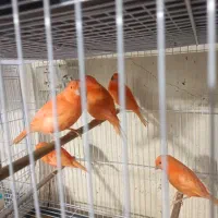 50قناری جوجه سرخ رد فاکتور