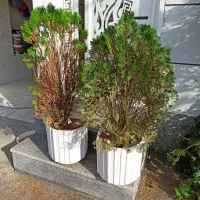 دو عدد درخت کاج بزرگ