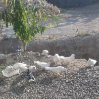 کبوتر|پرنده|سی‌سخت, |دیوار