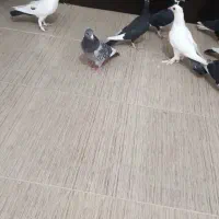 پرنده