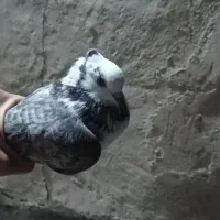 کفتر