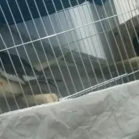 عروس هلندی مولد|پرنده|شهریار, شهرک شاهد|دیوار