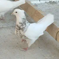 2عدد کفتر فروشی