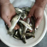 بچه ماهی کپور و آمور|عمدهفروشی|سنگر, |دیوار