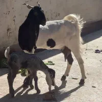 بز افغانی پاکستانی|حیوانات مزرعه|اهواز, پردیس دو|دیوار