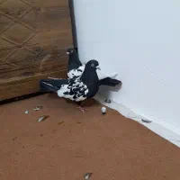 کبوترسینهایمعاوضهباجوجهمینا|پرنده|یزد, |دیوار