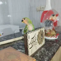 جوجه کوتوله|پرنده|زاهدان, |دیوار