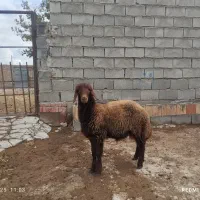 «بره قوچ هترو»|حیوانات مزرعه|بجنورد, |دیوار