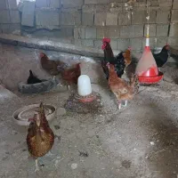 مرغ وخروس