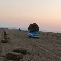 علف و پرس بادام زمینی|عمدهفروشی|اسلام آباد, |دیوار