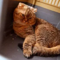 گربه اسکاتیش نر بالغ