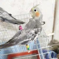 یک جفت عروس هلندی