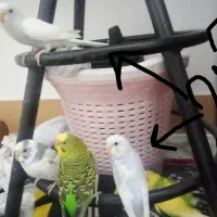 مرغ عشق بدون قفس
