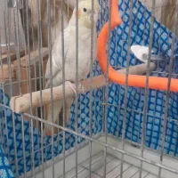 فروش عروس هلندی