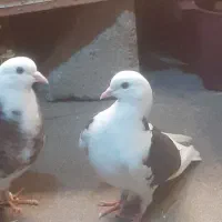 کبوتر پرشی درجه یک شمرونی