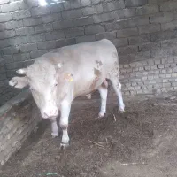 گوساله نر سمینتال