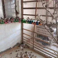 فنج مولد 200عدد یکجا فروشی|پرنده|رباط‌کریم, کاظم‌آباد|دیوار