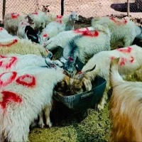حراج گوسفند کهره شیر نر محلی چاق