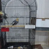 جفت عروس هلندی