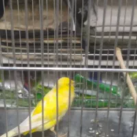 قناری نر و ماده|پرنده|تهران, شهرک طالقانی|دیوار