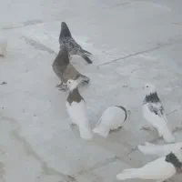 طوقی|پرنده|نطنز, |دیوار