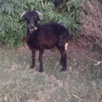 نربزغاله نربره|حیوانات مزرعه|علیآباد کتول, |دیوار