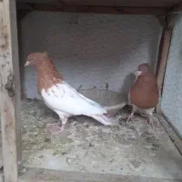 کله زرد نر فروشی پرشی بشرط تخم جوجه