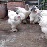 تخم برهما بلو لایت