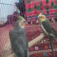 یک جفت عروس هلندی