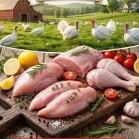 فروش مستقیم گوشت بوقلمون تازه از مزرعه