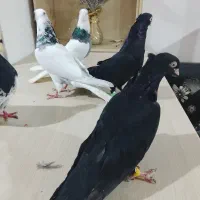 کبوتر ذاغ آبادانی و طوقی