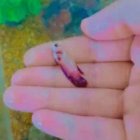 ماهی فلاور باکس و فایتر