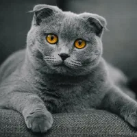 گربه اسکاتیش پیدا شده تهرانپارس