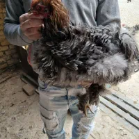 مرغ و خروس برهما مویی مفت ابریشمی|حیوانات مزرعه|پیشوا, |دیوار