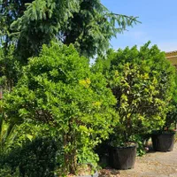 یوکا تنه ، بن سای ۲ و ۳ متری، شمشاد ۲ و ۳ متری|گل و گیاه طبیعی|تنکابن, |دیوار