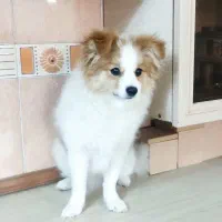 توله سگ 6 ماه