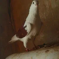 طوقی پشدار|پرنده|اردبیل, |دیوار