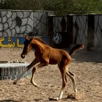 کره نریان کرد|اسب و تجهیزات اسبسواری|مرند, |دیوار