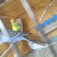 ۴ تا مرغ عشق