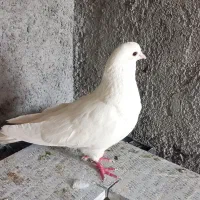 کبوتر. سفید نر|پرنده|کرج, کوی کارمندان جنوبی|دیوار
