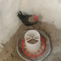 خروس‌سیاه‌