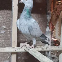 سوسکی جوانه