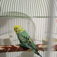 جوجه عروس، مرغ عشق|پرنده|بردسکن, |دیوار