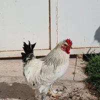 فروش خروس نژاد دار