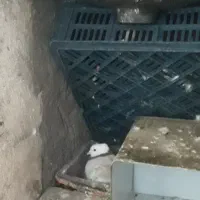 کفتر طوقی ماده